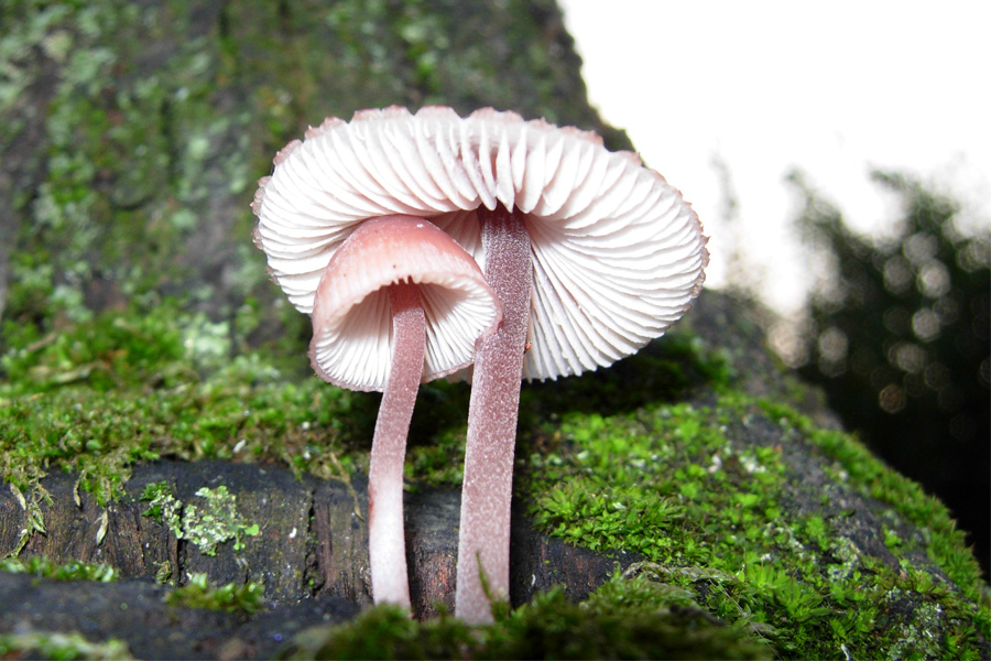 Da solo non ci riesco....